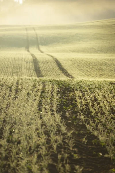 Green Arado Campo Agrícola Com Trilhas Trator Nascer Sol Close — Fotografia de Stock