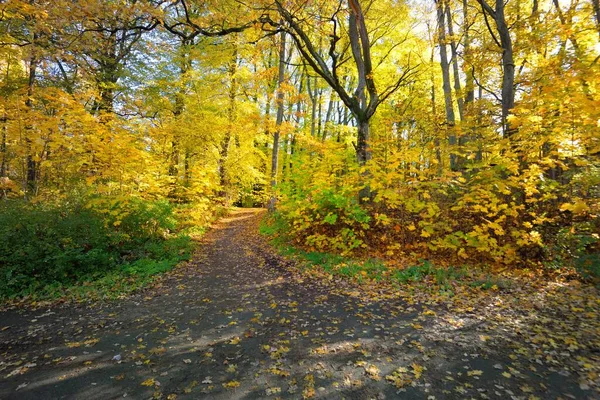 Pathway Landweg Steegje Het Bos Bladverliezende Bomen Met Kleurrijke Groene — Stockfoto