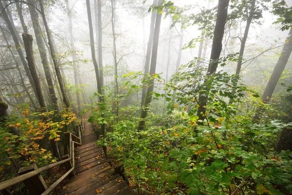 Vue Angle Élevé Escalier Forestier Bois Dans Brouillard Levant Lumière — Photo