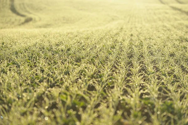 Campo Agrícola Arado Verde Con Huellas Tractores Amanecer Primer Plano —  Fotos de Stock