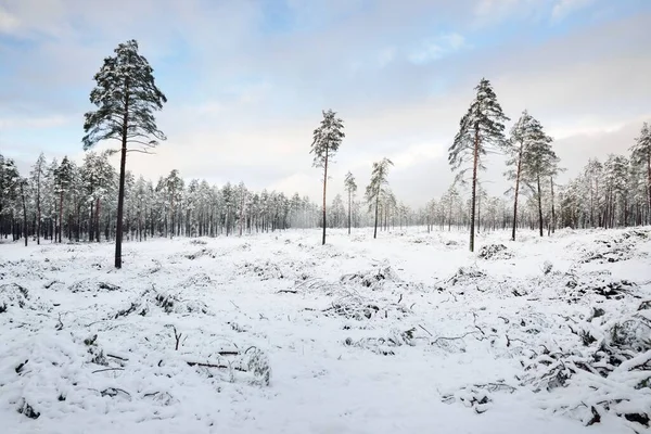 Forêt Sempervirente Couverte Neige Après Blizzard Coucher Soleil Gros Plan — Photo