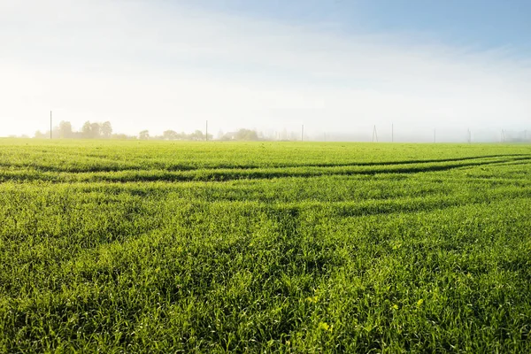 Vue Panoramique Champ Agricole Vert Lever Soleil Arbres Dans Brouillard — Photo