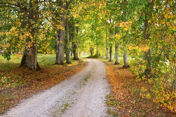 Uma Estrada Rural Vazia Beco Através Das Árvores Caducas Coloridas — Fotografia de Stock