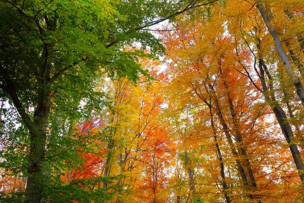 Malerische Landschaft Des Goldenen Buchenwaldes Mächtige Baumstämme Bunte Gelbe Rote — Stockfoto