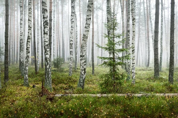 Paesaggio Atmosferico Scuro Della Foresta Sempreverde Una Nebbia All Alba — Foto Stock
