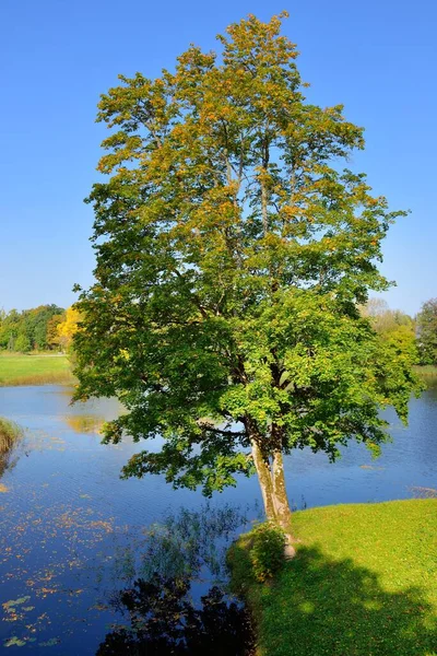 Green Deciduous Tree Maple Forest Lake Close Clear Blue Sky — Stock Photo, Image