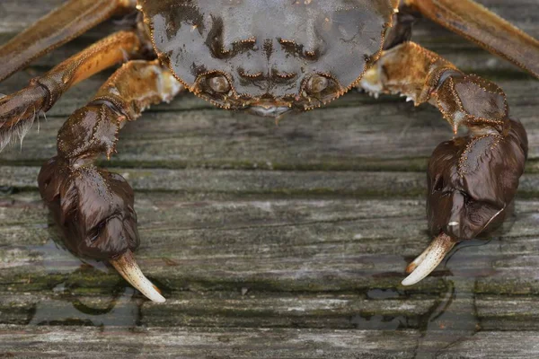 Eriocheir Sinensis Krabbe Auf Dem Hölzernen Pier Einem Fischerhafen Großaufnahme — Stockfoto
