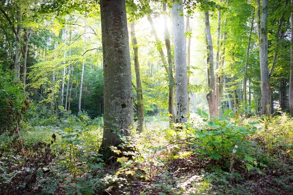 Cenário Pitoresco Floresta Faia Verde Escura Troncos Árvores Antigas Close — Fotografia de Stock