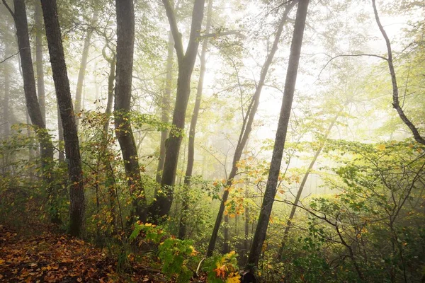 Atmosférická Krajina Lesních Kopců Mlze Při Východu Slunce Zlaté Světlo — Stock fotografie