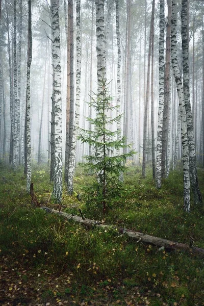 Temná Atmosférická Krajina Věčně Zeleného Lesa Mlze Při Východu Slunce — Stock fotografie