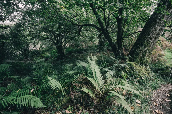 Úchvatný Pohled Skotský Deštný Prales Starobylé Stromy Mech Kapradiny Crinan — Stock fotografie