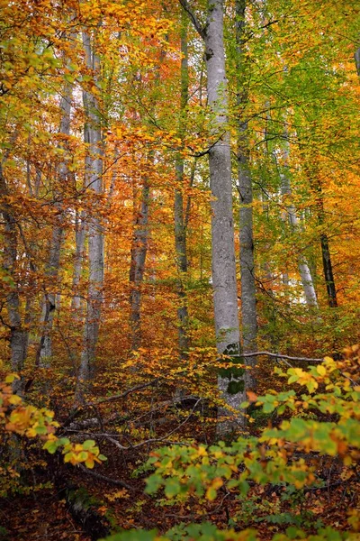 ブナの森の中の丘の低角度ビュー 強力な木の幹 オレンジの葉 牧歌的な秋の風景 生態系 生態系 レクリエーション ドイツ — ストック写真