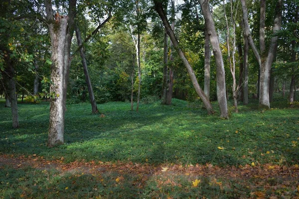城市公园的全景 枫树和橡树的特写 绿叶和金黄的叶子五彩斑斓 秋天的风景拉脱维亚 生态旅游 — 图库照片