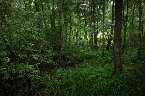 Geheimnisvoller Laubwald Einem Bewölkten Sommertag Alte Bemooste Baumstämme Großaufnahme Baumsilhouetten — Stockfoto