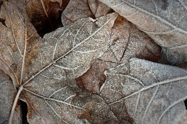 Plancher Forestier Feuilles Érable Brun Recouvert Givre Blanc Cristallin Texture — Photo