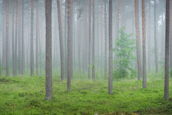 Ancient Pine Trees Mysterious White Morning Fog Sunrise Idyllic Autumn — Stock Photo, Image