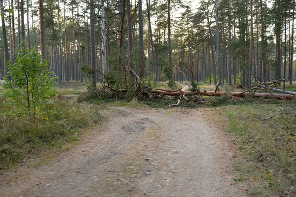 쓰러진 소나무가 시골길 허리케인 라트비아 생태계 — 스톡 사진