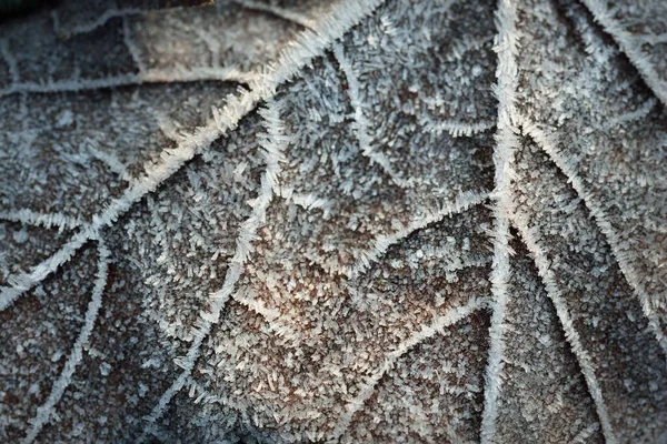 Extreme Close Brown Maple Leaf Crystal Clear Hoarfrost Texture Background — Stock Photo, Image