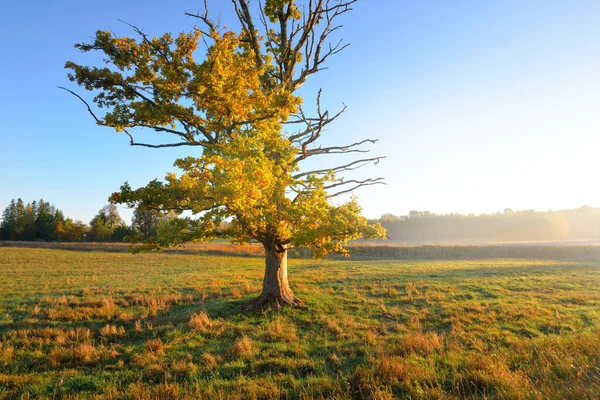 Antiguo Medio Muerto Medio Vivo Poderoso Roble Dorado Amanecer Primer — Foto de Stock