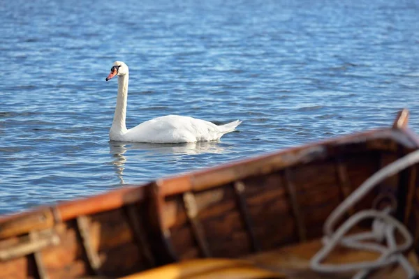 Cigno Bianco Primo Piano Azzurro Chiaro Una Vista Dal Peschereccio — Foto Stock