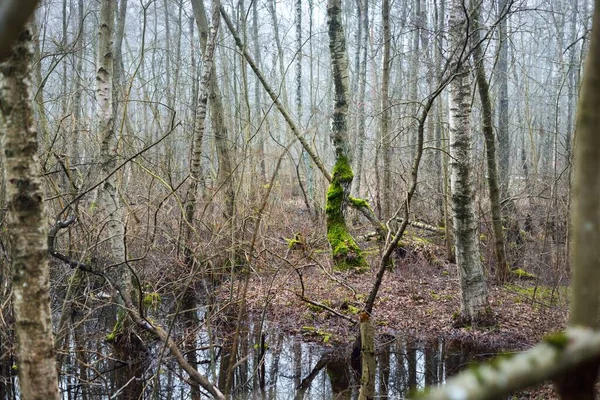 Wetland Porannej Mgle Sylwetki Drzew Odbicia Symetrii Wodzie Naturalne Lustro — Zdjęcie stockowe