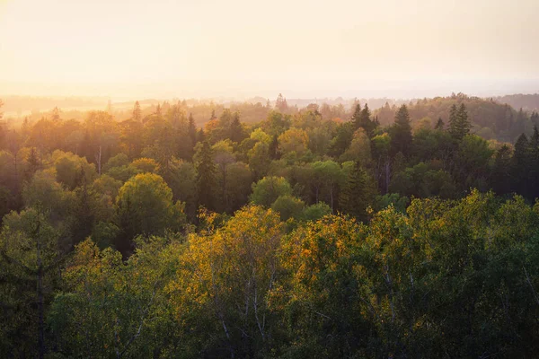황금빛 노란색 의나무들을 투레스 파노라마 공중에서 내려다볼 수있다 목적지 생태학 — 스톡 사진
