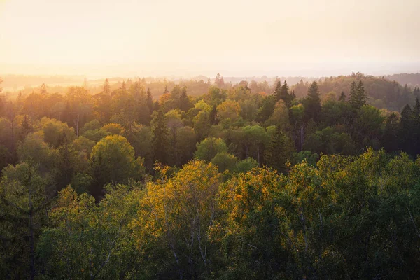 Picturesque Panoramic Aerial View Colorful Golden Green Yellow Trees Forest — Stock Photo, Image