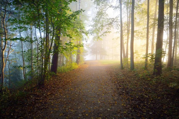Pathway Evergreen Forest Mysterious Morning Fog Natural Tunnel Colorful Trees — Stock Photo, Image