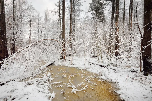 Floresta Pântano Coberta Neve Depois Uma Nevasca Árvores Pequeno Rio — Fotografia de Stock