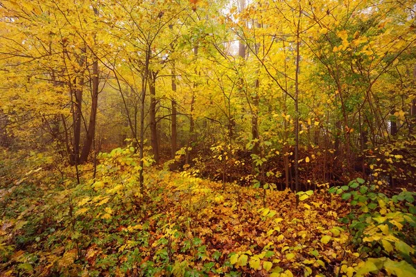 Nízký Úhel Pohledu Listnaté Stromy Barevnými Zelenými Žlutými Oranžovými Zlatými — Stock fotografie