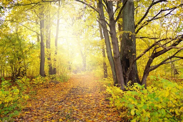 Vidéki Sikátor Erdőben Lombhullató Fák Színes Zöld Sárga Narancssárga Arany — Stock Fotó