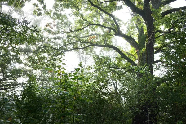 Närbild Mäktiga Trolldom Lövträd Dimma Vid Soluppgången Mossa Ormbunke Växter — Stockfoto