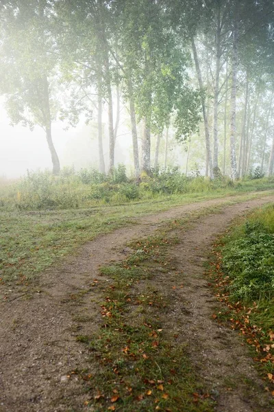 An empty single lane rural road (pathway) through the green forest in a fog at sunrise. Pure morning light. Early autumn in Latvia. Fall season, seasons, road trip, vacations, eco tourism theme