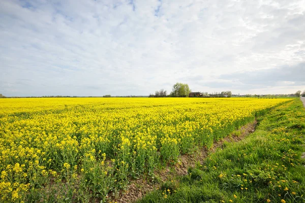 Campo Colza Amarelo Flor Contra Céu Azul Claro Letónia Cena — Fotografia de Stock