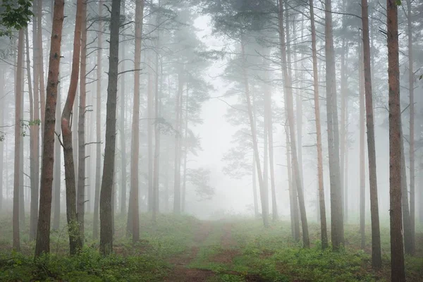 Ancient Evergreen Pine Trees Morning Fog Latvia Atmospheric Landscape Eco — Stock Photo, Image
