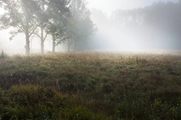 Paysage Pittoresque Forêt Sombre Dans Brouillard Mystérieux Lever Soleil Rayons — Photo