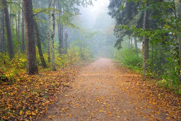 Путь Через Лес Таинственном Утреннем Тумане Естественный Туннель Красочных Деревьев — стоковое фото