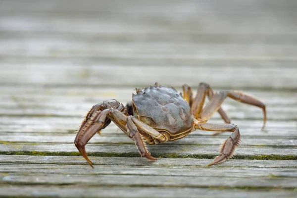 Krab Eriocheir Sinensis Drewnianym Pomoście Porcie Rybackim Zbliżenie Tradycyjne Rzemiosło — Zdjęcie stockowe