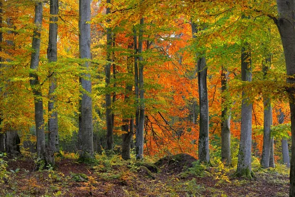 Malownicze Krajobrazy Złotego Lasu Bukowego Potężne Pnie Kolorowe Żółte Czerwone — Zdjęcie stockowe