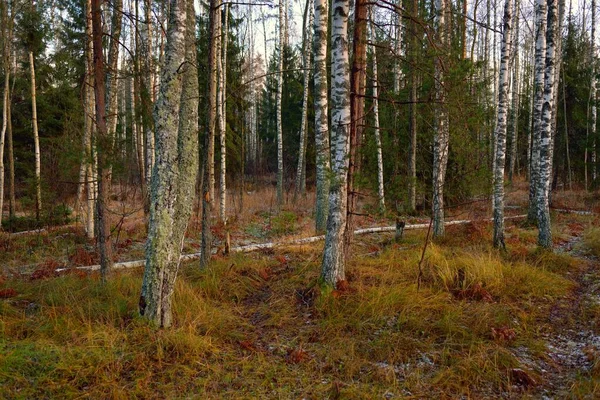 Pathway through the evergreen forest covered with hoarfrost. Soft sunset light, shadows, sun rays. Mighty mossy trees and bushes. Forest floor of colorful plants. Nature, winter, seasons, ecotourism