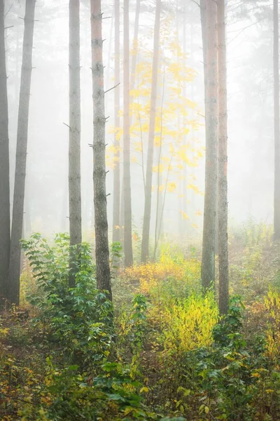 Atmospheric Landscape Evergreen Forest Fog Sunrise Ancient Pine Trees Young — Stock Photo, Image