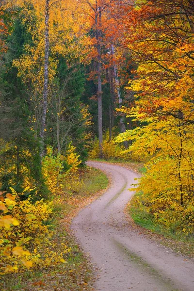 Kurvenreiche Landstraße Durch Buchenwald Mächtige Baumstämme Gelbe Rote Orange Blätter — Stockfoto