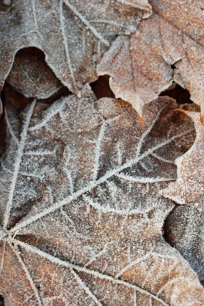 Plancher Forestier Feuilles Érable Brun Recouvert Givre Blanc Cristallin Texture — Photo