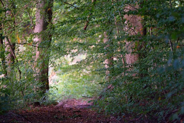 Mörkgröna Bokträd Vid Solnedgången Gamla Trädstammar Närbild Skogsgolv Färgglada Torra — Stockfoto