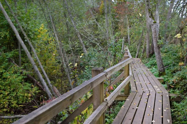 Escalera Forestal Madera Árboles Viejos Pino Abedul Coloridas Hojas Verdes — Foto de Stock