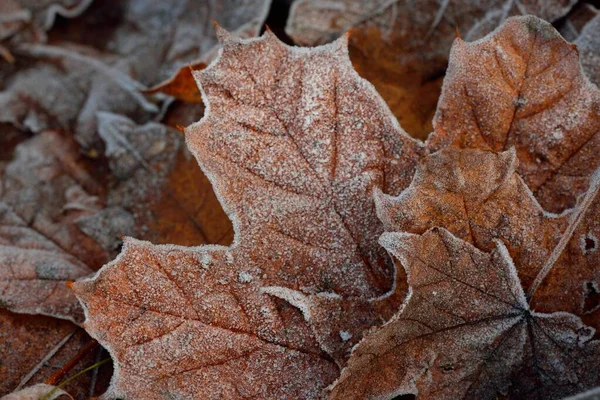 Forest floor of brown maple leaves, crystal clear hoarfrost. Texture, background, wallpaper, graphic resources. Silver and golden colors. Dark tones. First snow, climate change, nature, environment