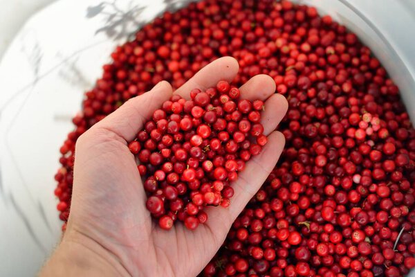 Close-up of red forest berries (lingonberry) in a hand. Abstract natural pattern, texture, background, wallpaper. Forest, eco tourism, gardening, farm industry concepts. Healthy, vegan, diet food