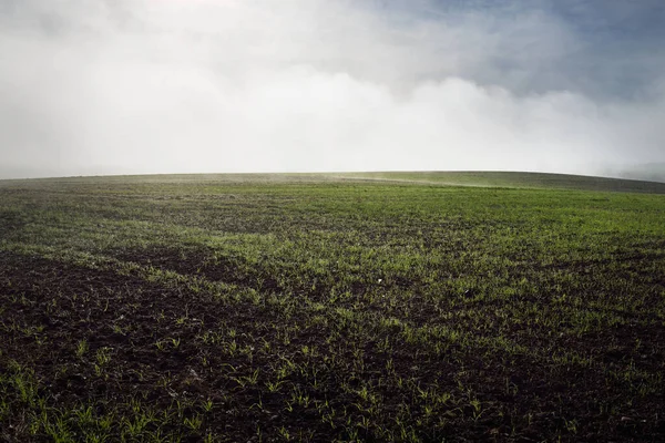 Gröna Kullar Plogade Åkrar Med Traktorspår Och Skog Vid Soluppgången — Stockfoto