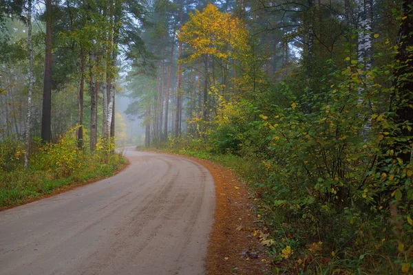 Winding Rural Road Pathway Evergreen Forest Fog Sunrise Ancient Pine — Stock Photo, Image