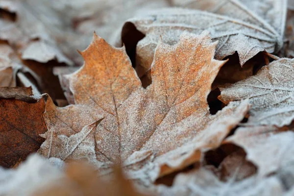 Forest Floor Brown Golden Maple Leaves Covered Crystal Clear Hoarfrost — Stock Photo, Image